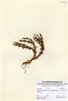 藏品(阿里山千層塔)的圖片